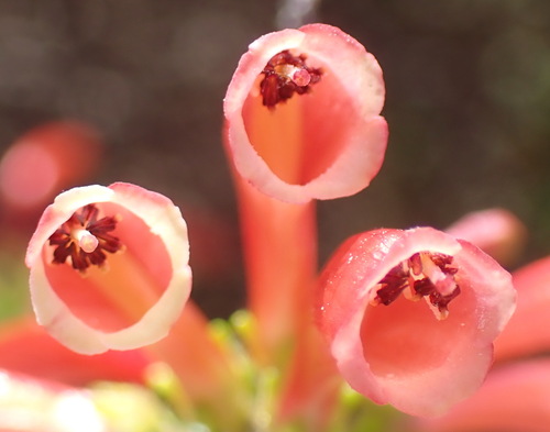Humansdorp glandulous heath (Erica glandulosa)
