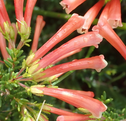 Humansdorp glandulous heath (Erica glandulosa)