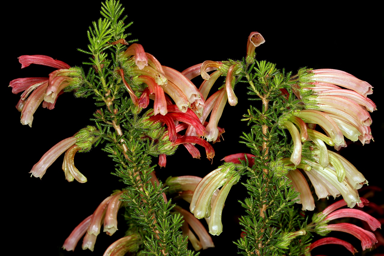 Humansdorp glandulous heath: Erica glandulosa , flowers; Kirstenbosch National Botanical Garden, Cape Town, Western Cape, South Africa