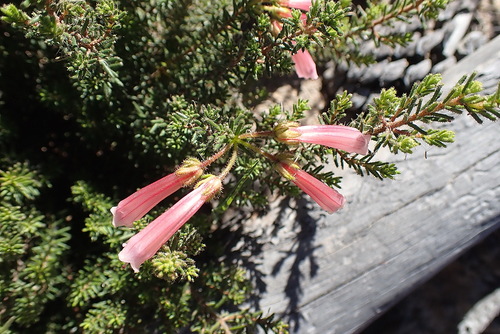 Humansdorp glandulous heath (Erica glandulosa)