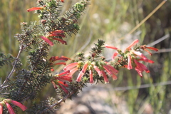 Humansdorp glandulous heath (Erica glandulosa)
