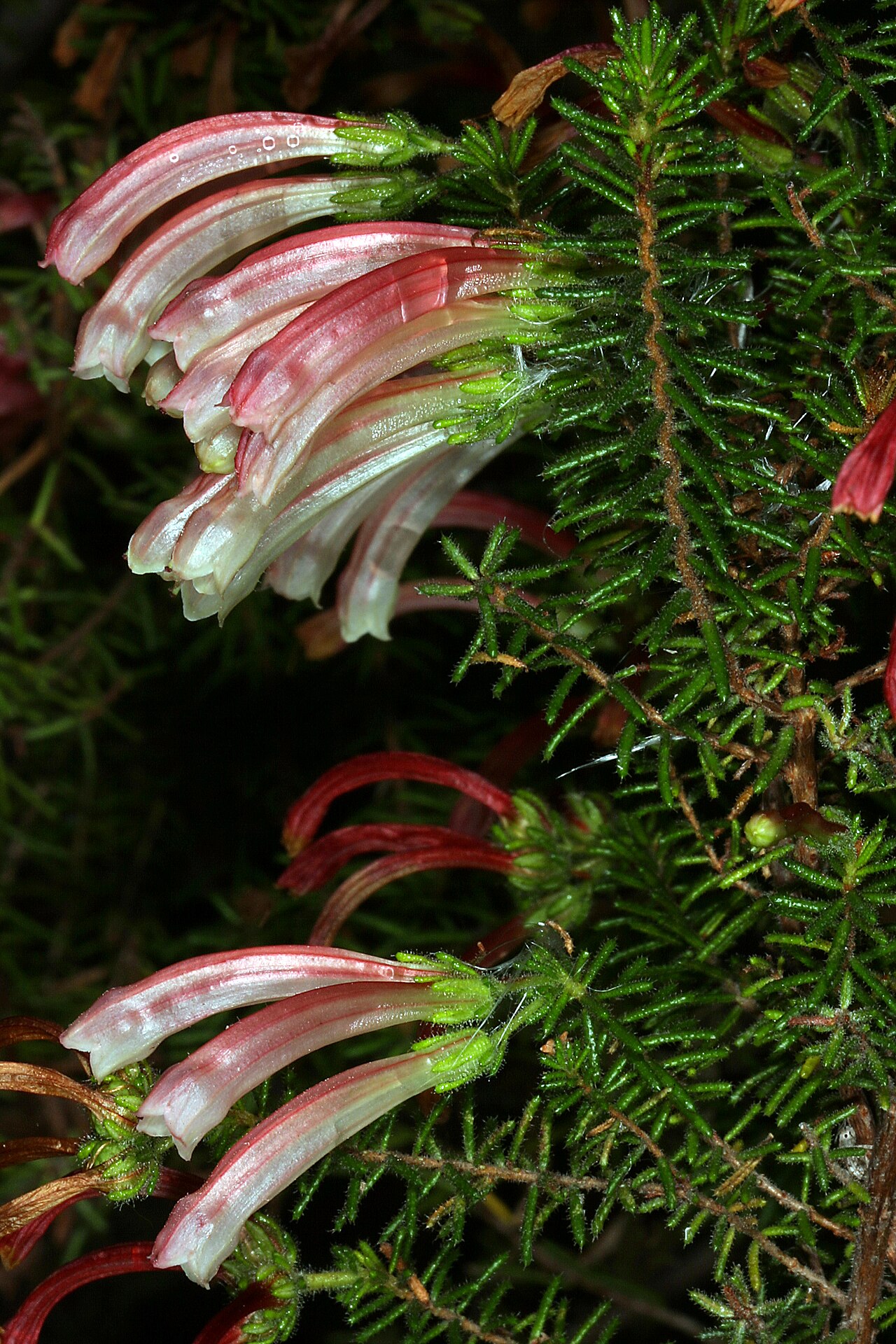 Humansdorp glandulous heath: Erica glandulosa , flowers (plant wet from rain); Kirstenbosch National Botanical Garden, Cape Town, Western Cape, South Africa