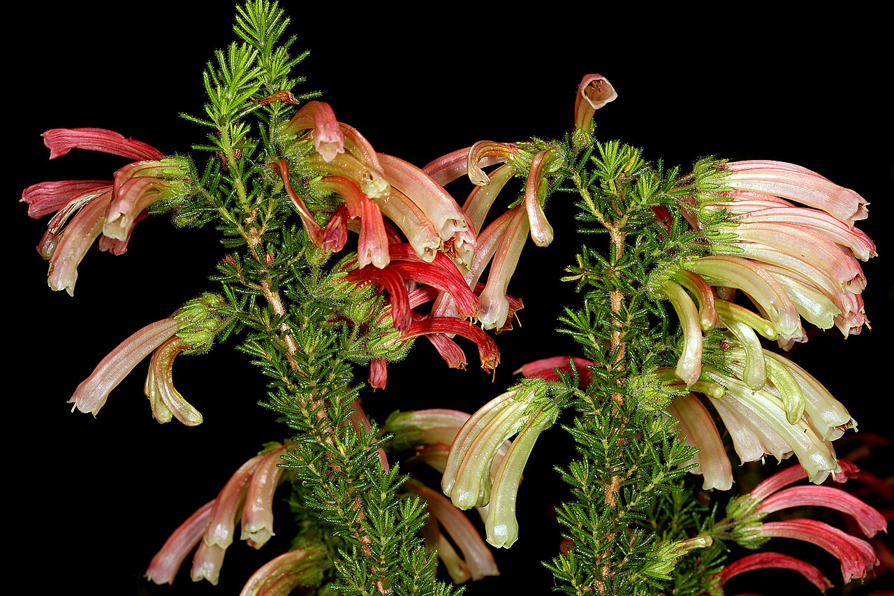 Humansdorp glandulous heath: Erica glandulosa , flowers; Kirstenbosch National Botanical Garden, Cape Town, Western Cape, South Africa