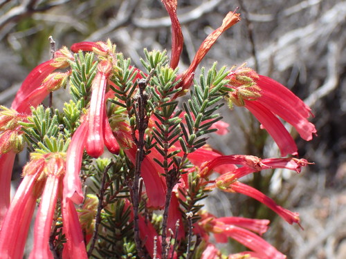 Humansdorp glandulous heath (Erica glandulosa)