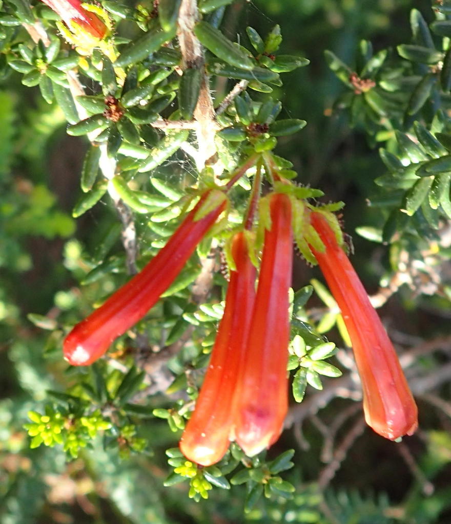 Humansdorp glandulous heath (Erica glandulosa)