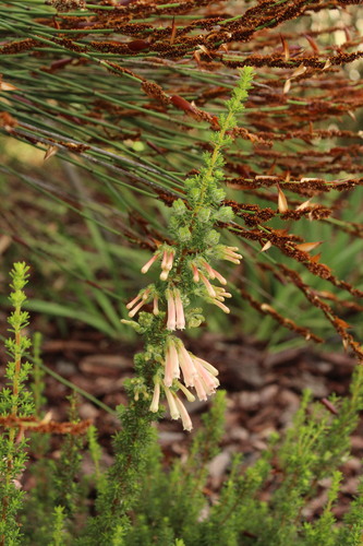 Humansdorp glandulous heath (Erica glandulosa)