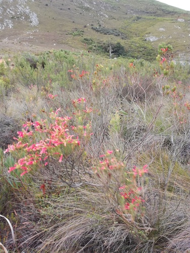 Erica grandiflora (Erica grandiflora)