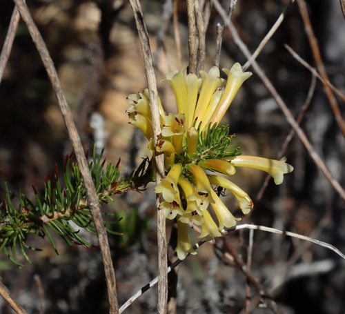 Erica grandiflora (Erica grandiflora)