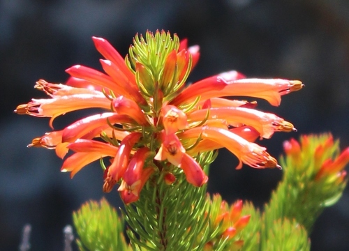 Erica grandiflora (Erica grandiflora)