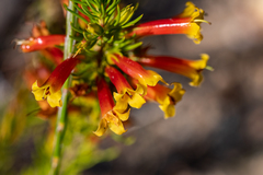 Erica grandiflora (Erica grandiflora)