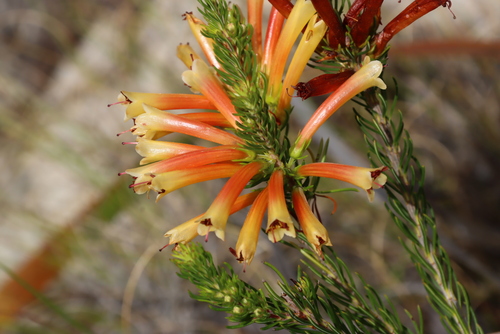 Erica grandiflora (Erica grandiflora)