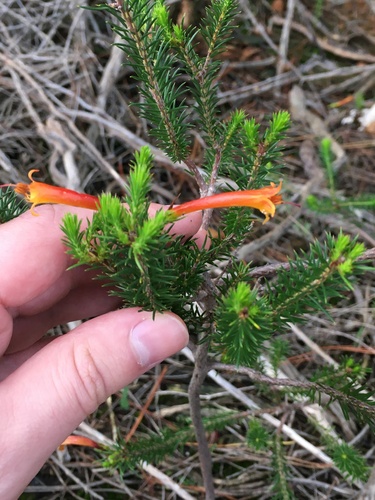 Erica grandiflora (Erica grandiflora)