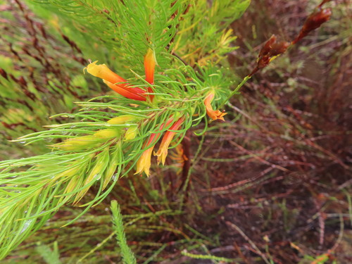 Erica grandiflora (Erica grandiflora)