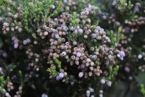 Erica hirtiflora (Erica hirtiflora)