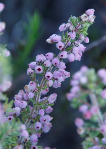 Erica hirtiflora (Erica hirtiflora)
