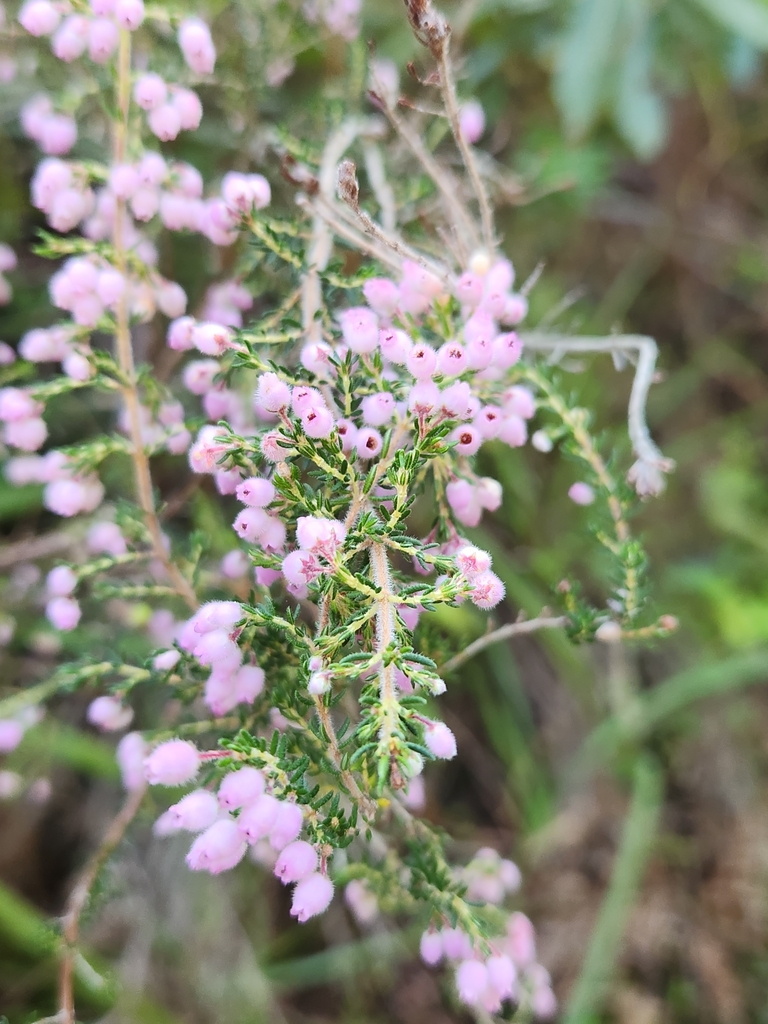 Erica hirtiflora (Erica hirtiflora)