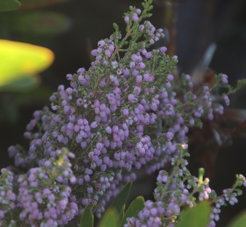 Erica hirtiflora (Erica hirtiflora)
