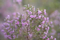 Erica hirtiflora (Erica hirtiflora)
