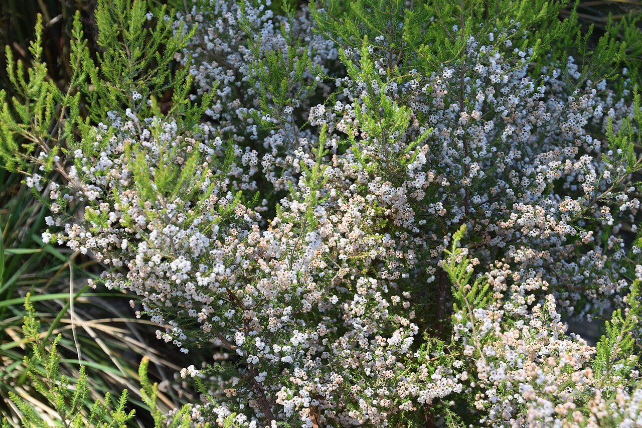 Erica hirtiflora: Erica hirtiflora in Dunedin Botanic Garden, Dunedin, New Zealand