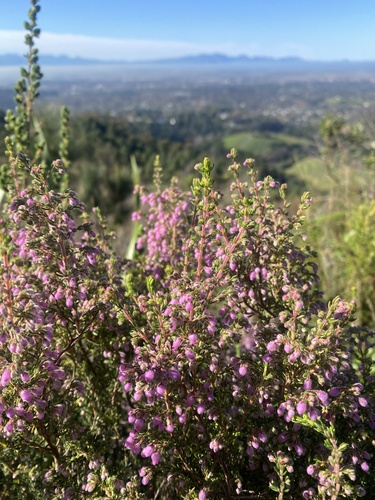 Erica hirtiflora (Erica hirtiflora)