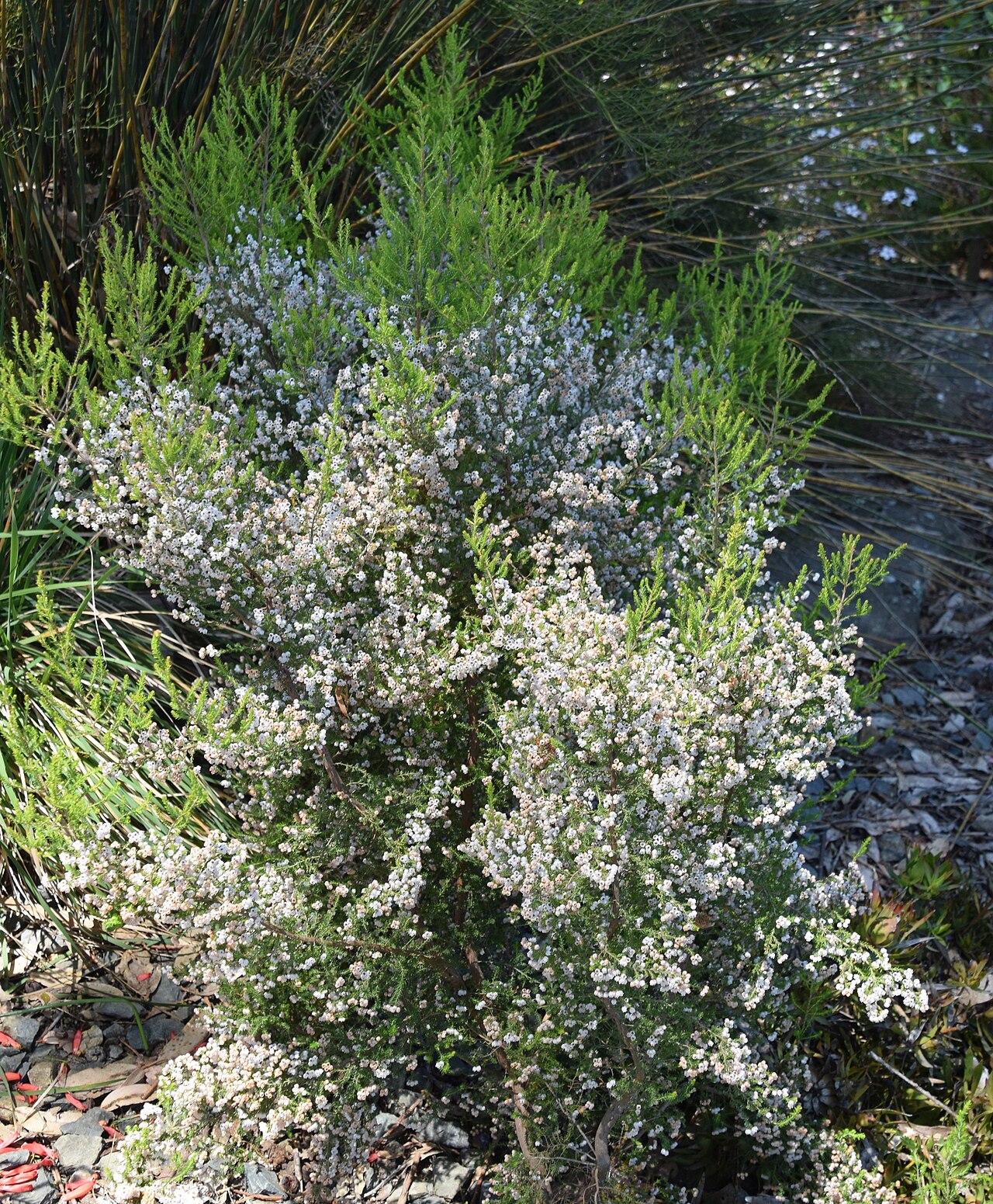Erica hirtiflora: Erica hirtiflora in Dunedin Botanic Garden, Dunedin, New Zealand