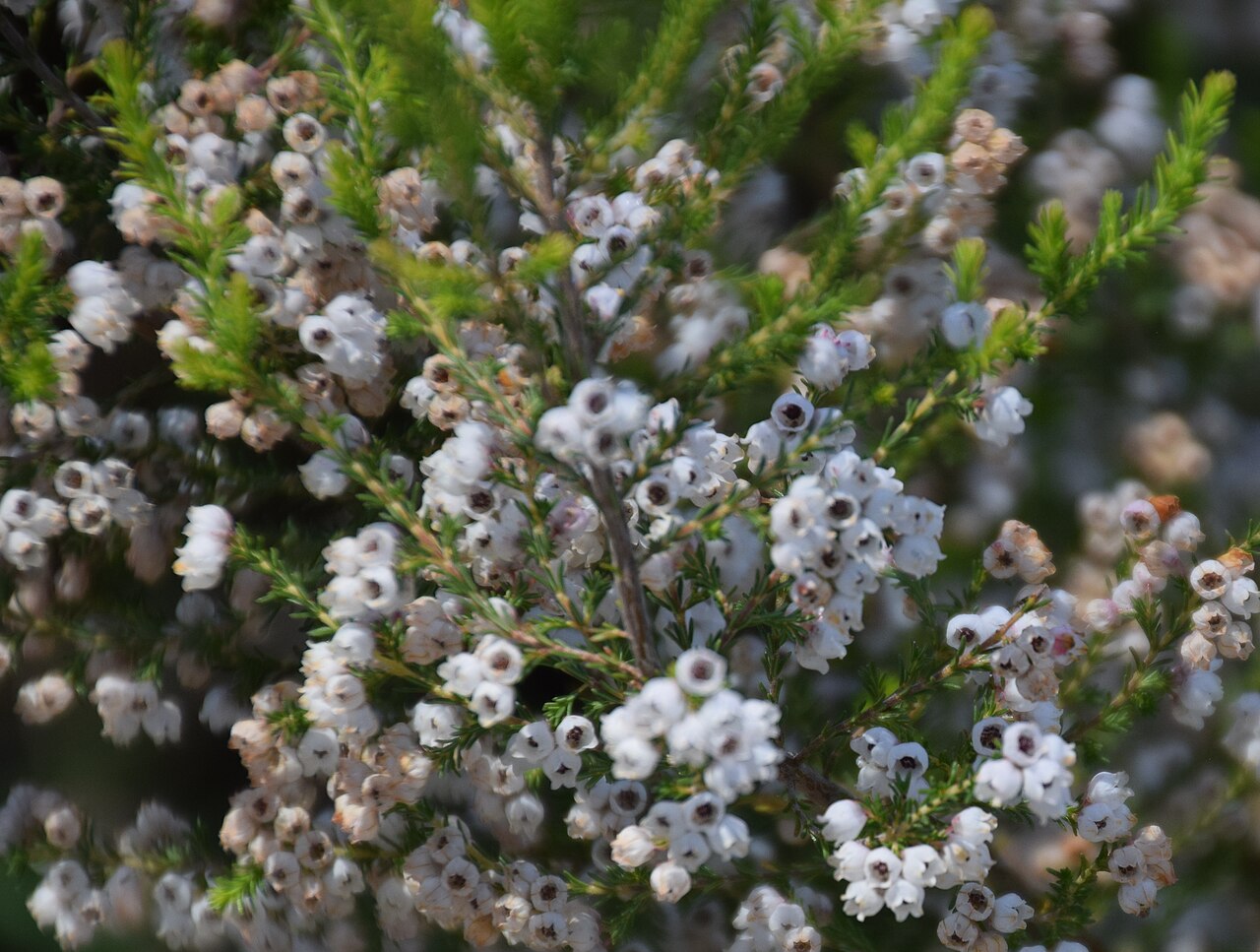 Erica hirtiflora: Erica hirtiflora in Dunedin Botanic Garden, Dunedin, New Zealand