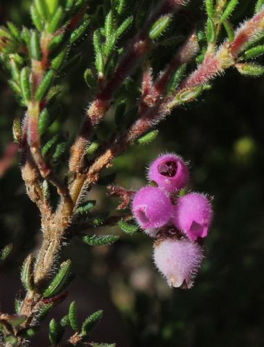 Erica hirtiflora (Erica hirtiflora)