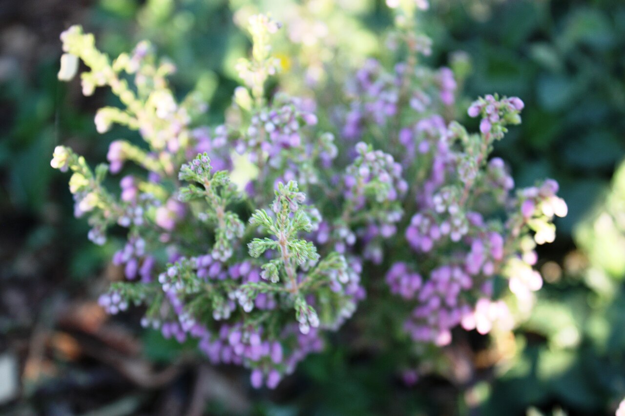 Erica hirtiflora: Tiny bell flowers of Erica hirtiflora. Photo taken in Cape Town.