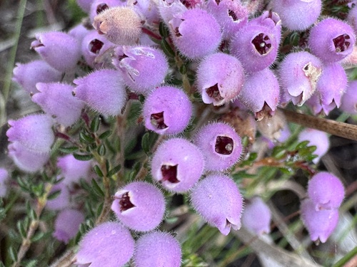 Erica hirtiflora (Erica hirtiflora)