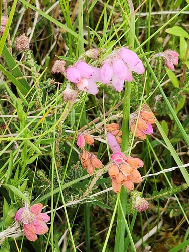 Cross-leaved heath (Erica tetralix)