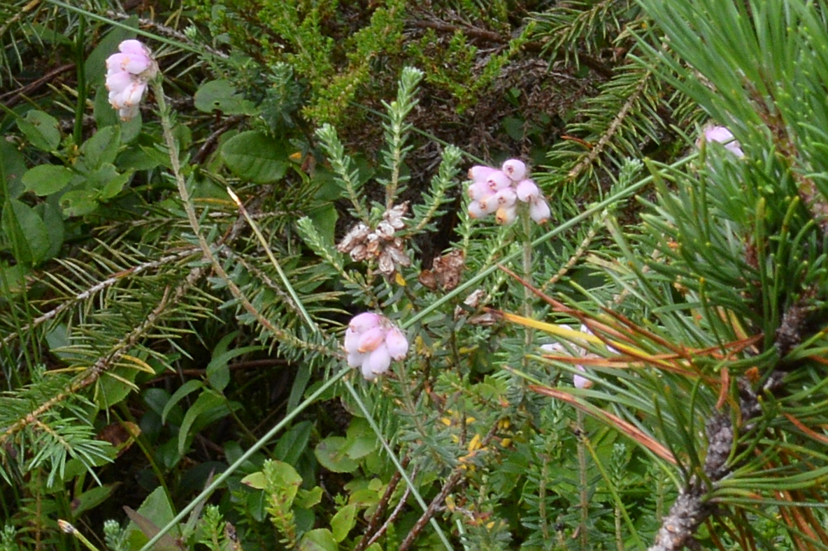 Cross-leaved heath: Cross-leaved Heath ( Erica tetralix ) in Bergen, Norway.