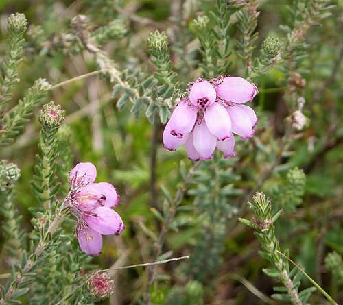 Cross-leaved heath: Catacol Isle of Arran. NR915495