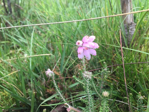 Cross-leaved heath (Erica tetralix)