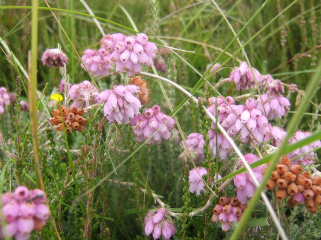 Cross-leaved heath: Cross-leaved heath, Erica tetralix The heather moorland hereabout is a mixture of this species and the closely related Calluna vulgaris; the pink-purple flowere
