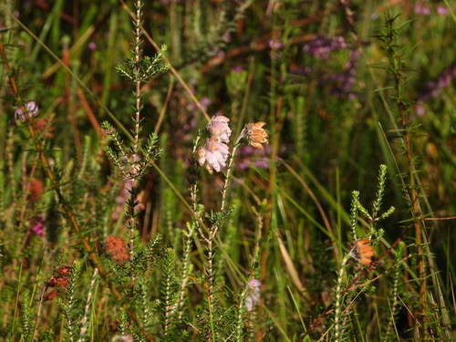 Cross-leaved heath (Erica tetralix)