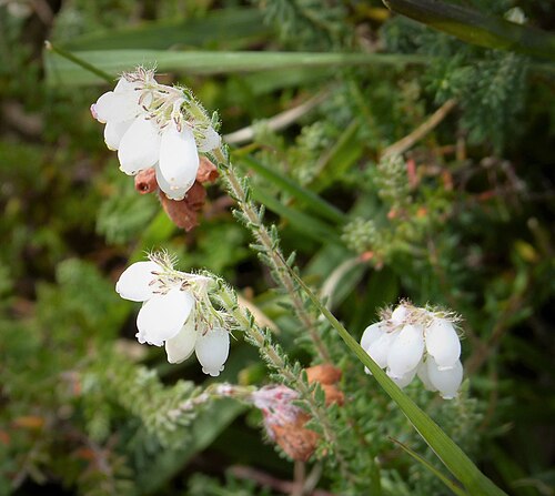 Cross-leaved heath: SU274068 Lyndhurst, New Forest, Hants