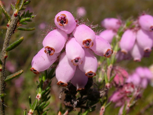 Cross-leaved heath (Erica tetralix)