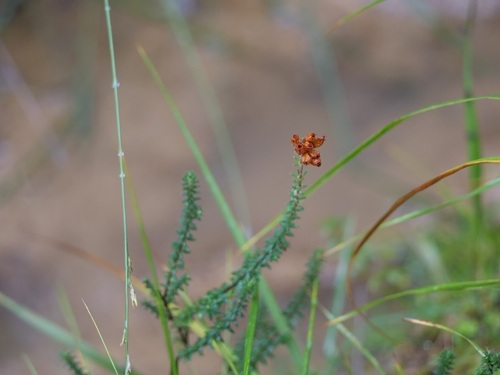 Cross-leaved heath (Erica tetralix)