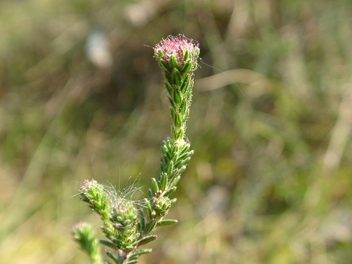 Cross-leaved heath (Erica tetralix)
