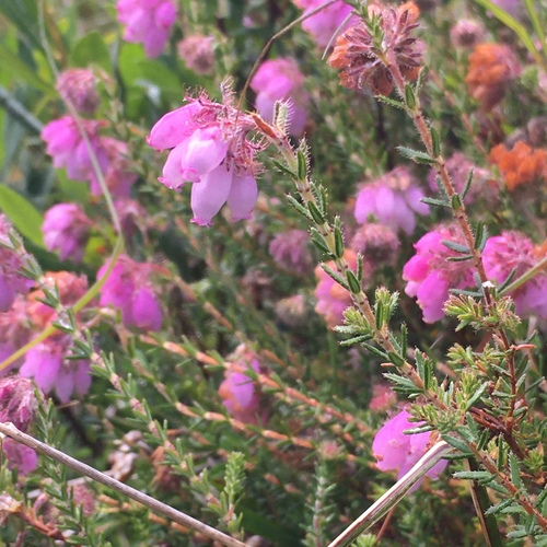Cross-leaved heath (Erica tetralix)