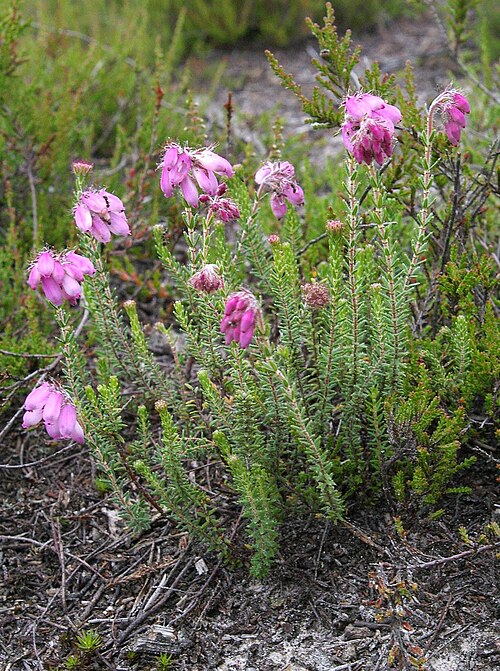 Cross-leaved heath: Flowering Cross-leaved Heath , Erica tetralix .