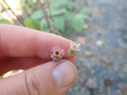Blue fleabane (Erigeron acris)