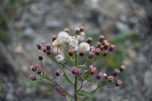 Blue fleabane (Erigeron acris)