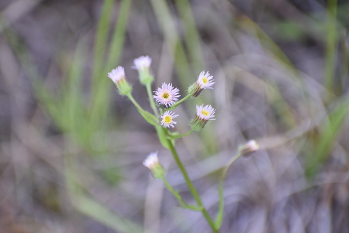 Blue fleabane (Erigeron acris)