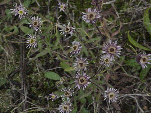 Blue fleabane: Species : Erigeron acre Family : Compositae Image No. 4