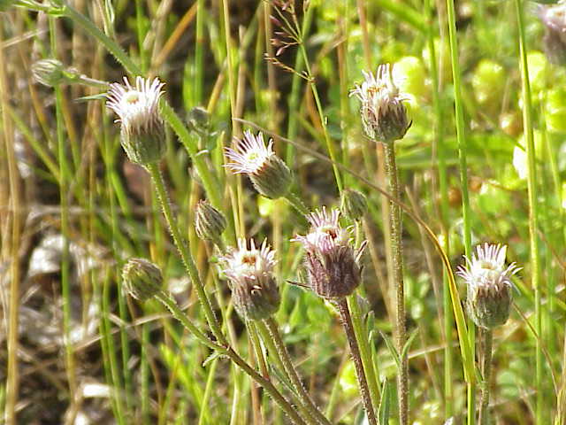 Blue fleabane: Species : Erigeron acre Family : Compositae Image No. 1