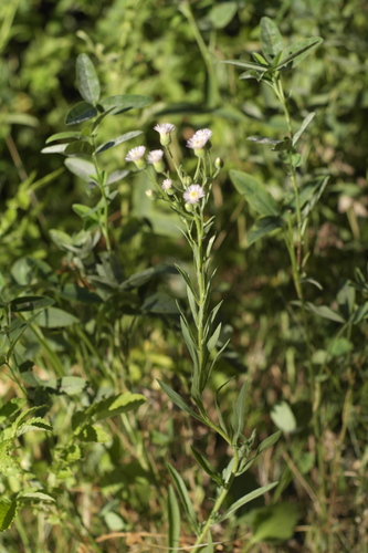 Blue fleabane (Erigeron acris)