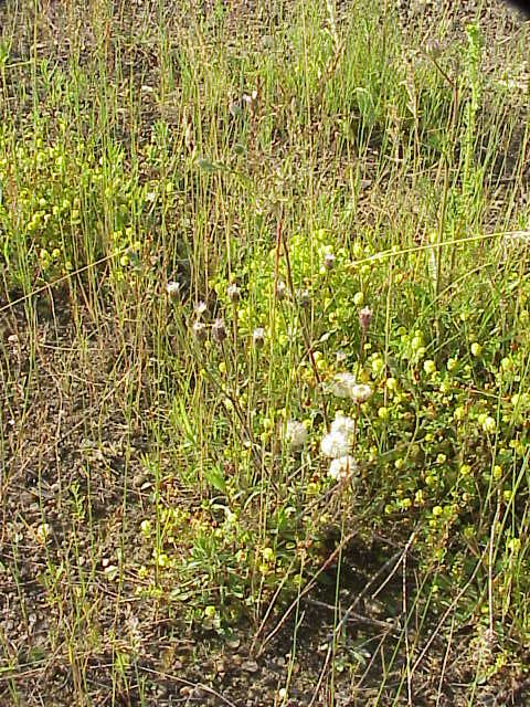 Blue fleabane (Erigeron acris)
