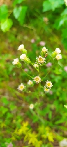 Blue fleabane (Erigeron acris)