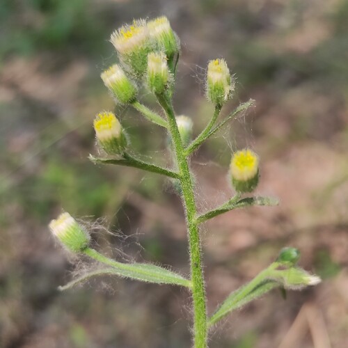 Blue fleabane (Erigeron acris)